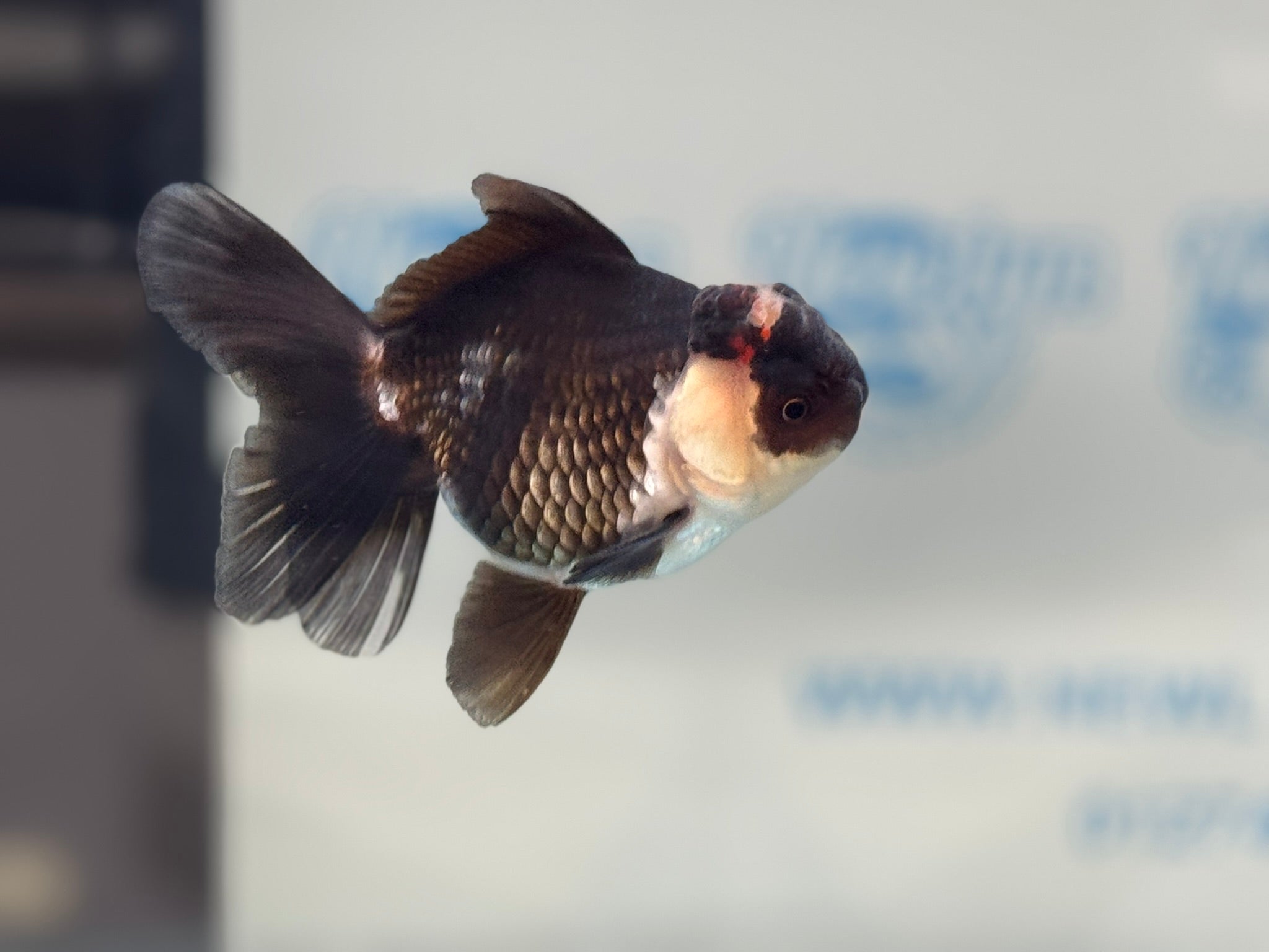 Elite Tri Oranda 10cm - Newlyn - pets - Newlyn - pets - 