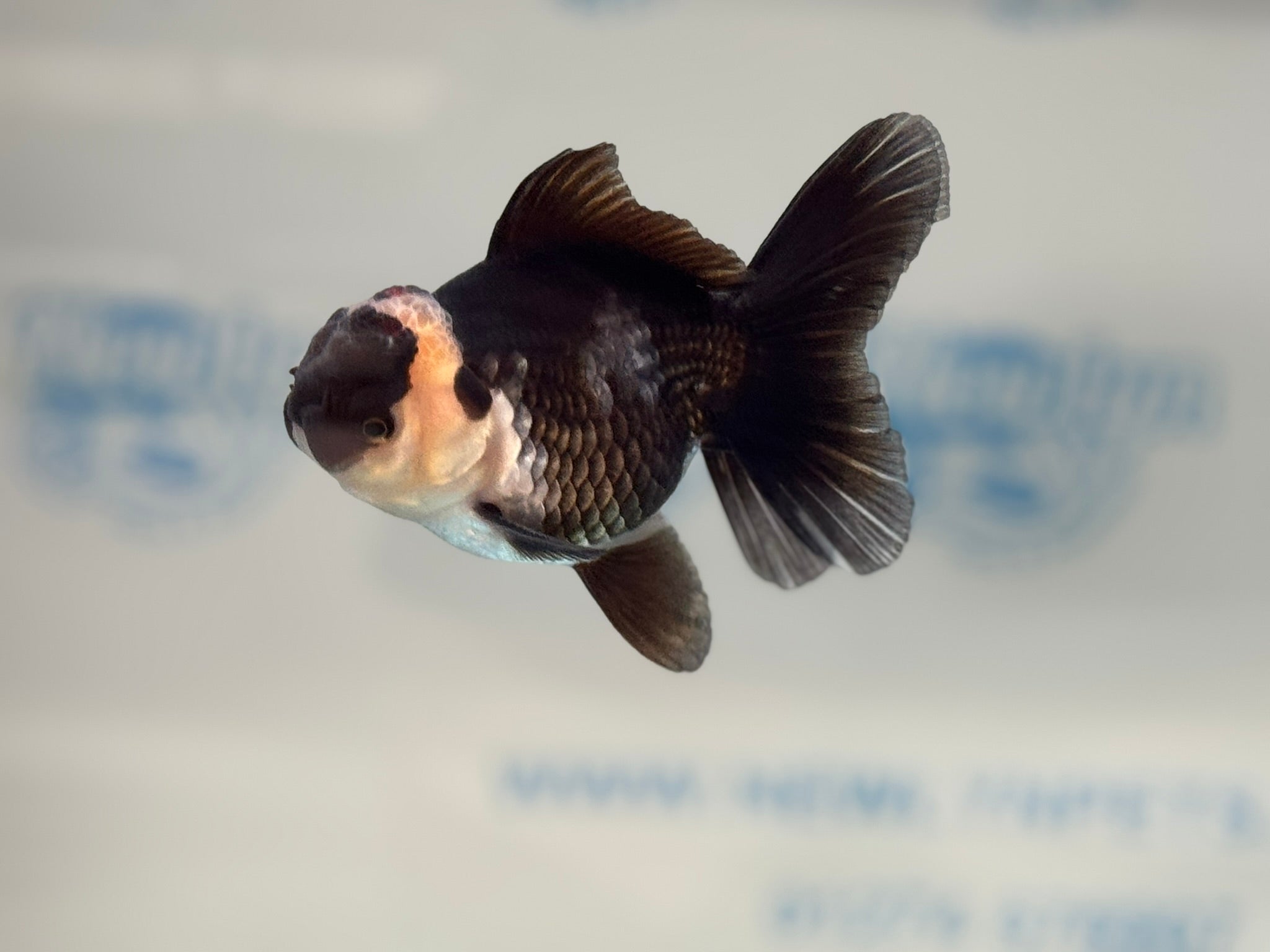 Elite Tri Oranda 10cm - Newlyn - pets - Newlyn - pets - 