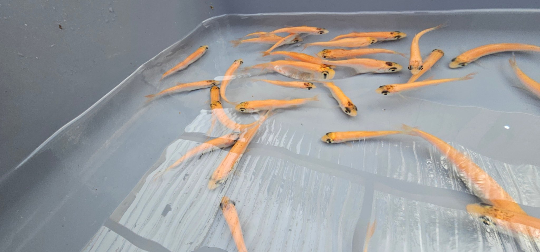 Golden Orfe 2 - 3" - Newlyn - pets - Newlyn - pets - 