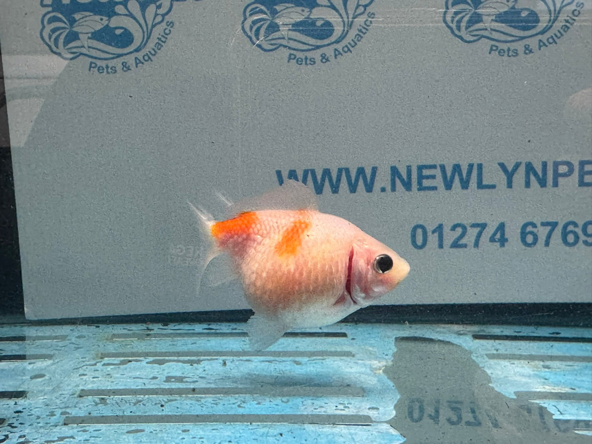 Golf Ball Pearlscale 6-7cm Fancy Goldfish (BF11C) - Newlyn-pets - Newlyn-pets - 