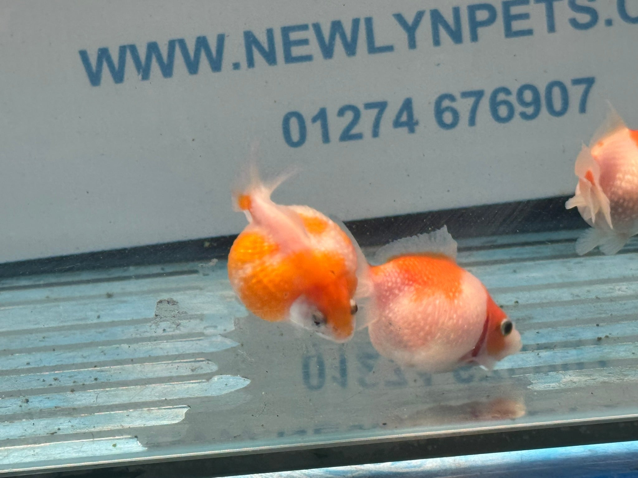 Golf Ball Pearlscale 6-7cm Fancy Goldfish (BF11C) - Newlyn-pets - Newlyn-pets - 