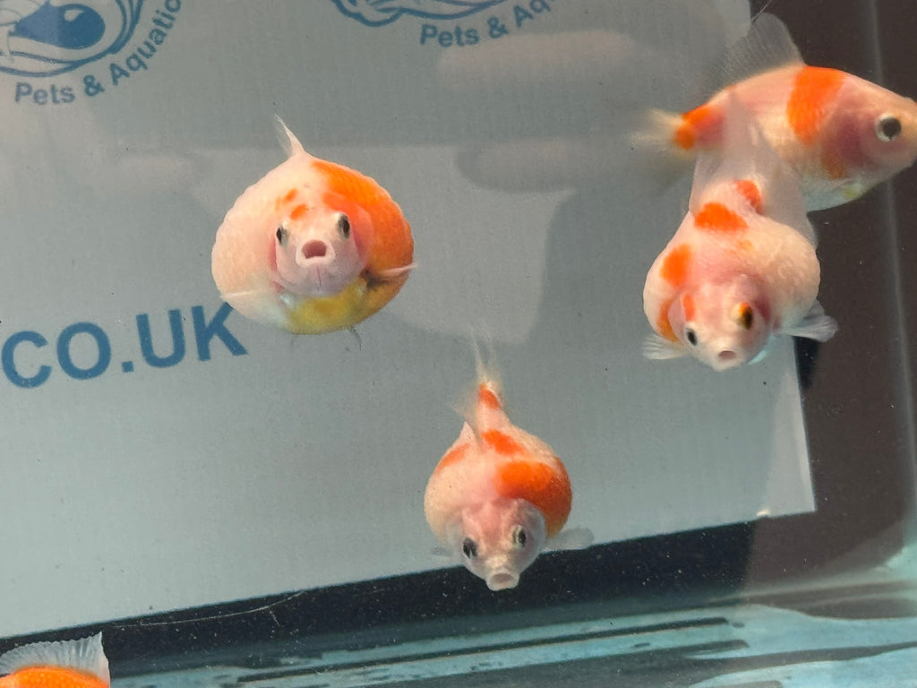 Golf Ball Pearlscale 6-7cm Fancy Goldfish (BF11C) - Newlyn-pets - Newlyn-pets - 