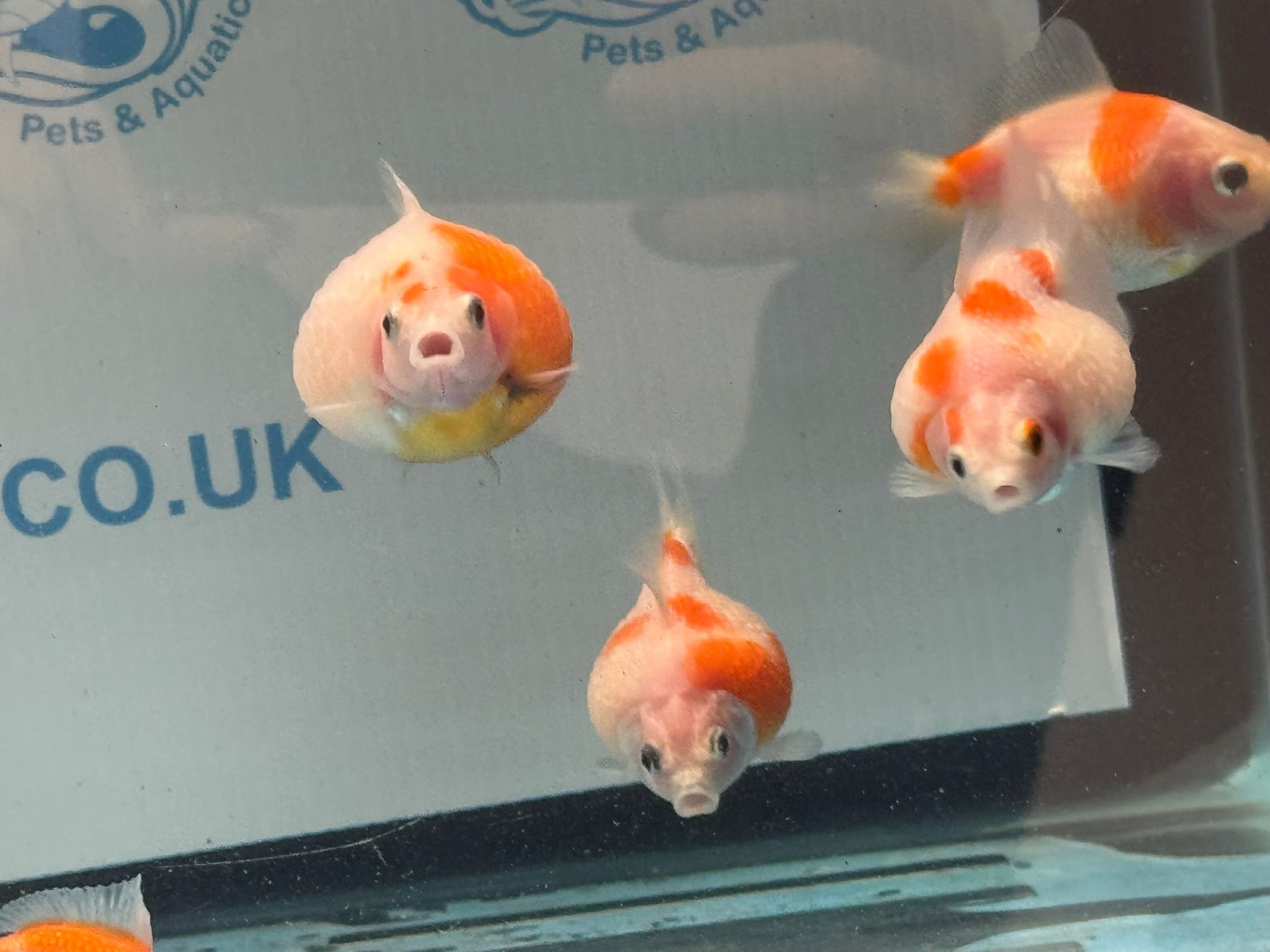 Golf Ball Pearlscale 6-7cm Fancy Goldfish (BF11C) - Newlyn-pets - Newlyn-pets - 