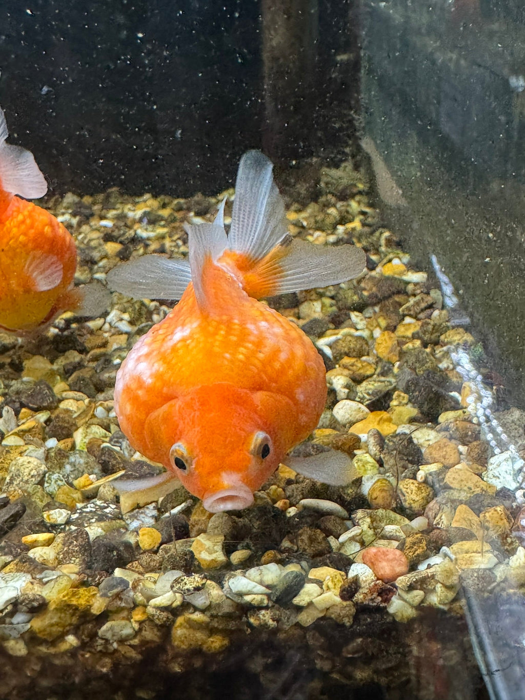 Golf Ball Pearlscale 8 - 9cm Fancy Goldfish (BF11C) - Newlyn - pets - Newlyn - pets - 