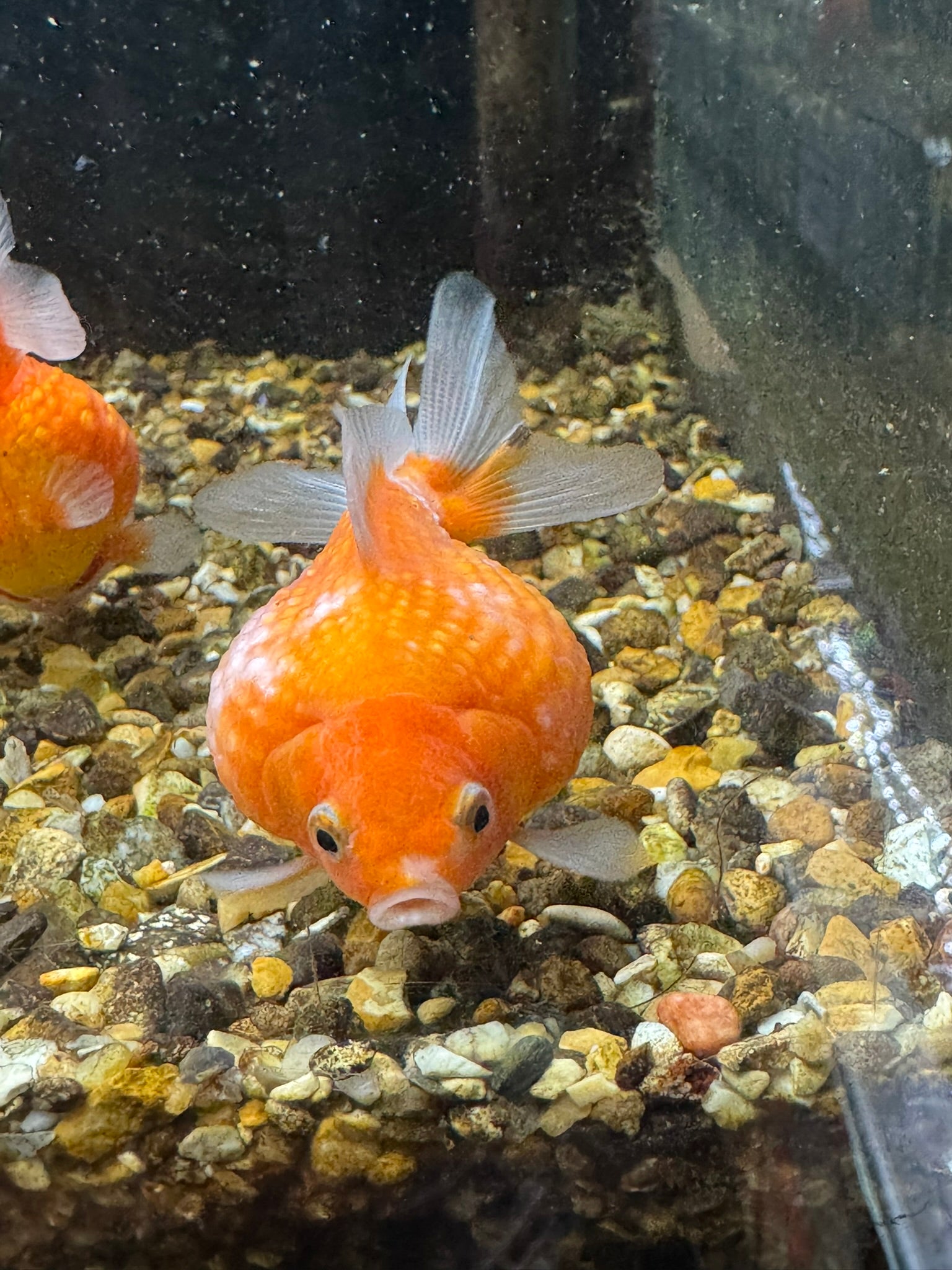 Golf Ball Pearlscale 8 - 9cm Fancy Goldfish (BF11C) - Newlyn - pets - Newlyn - pets - 