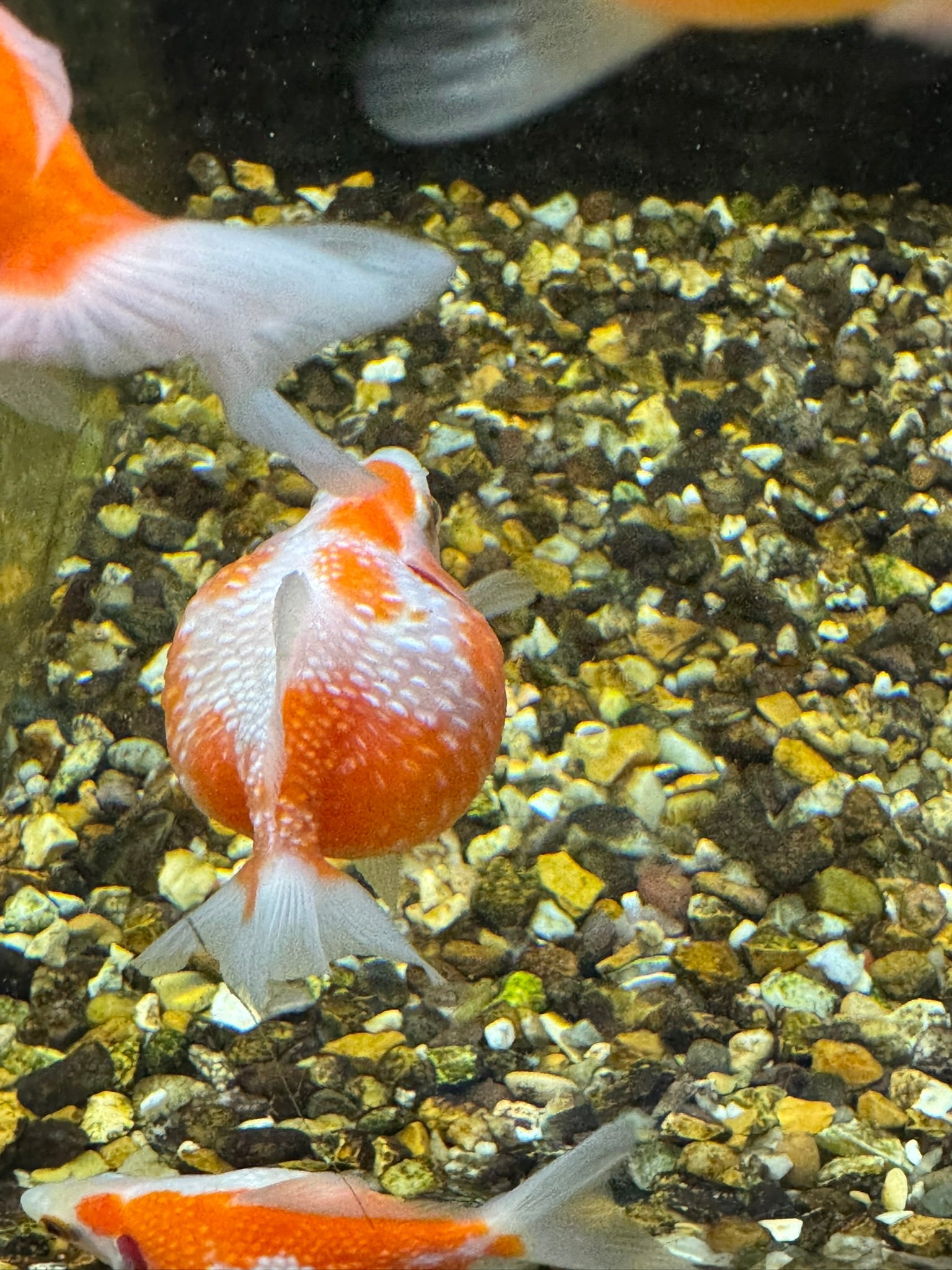 Golf Ball Pearlscale 8 - 9cm Fancy Goldfish (BF11C) - Newlyn - pets - Newlyn - pets - 