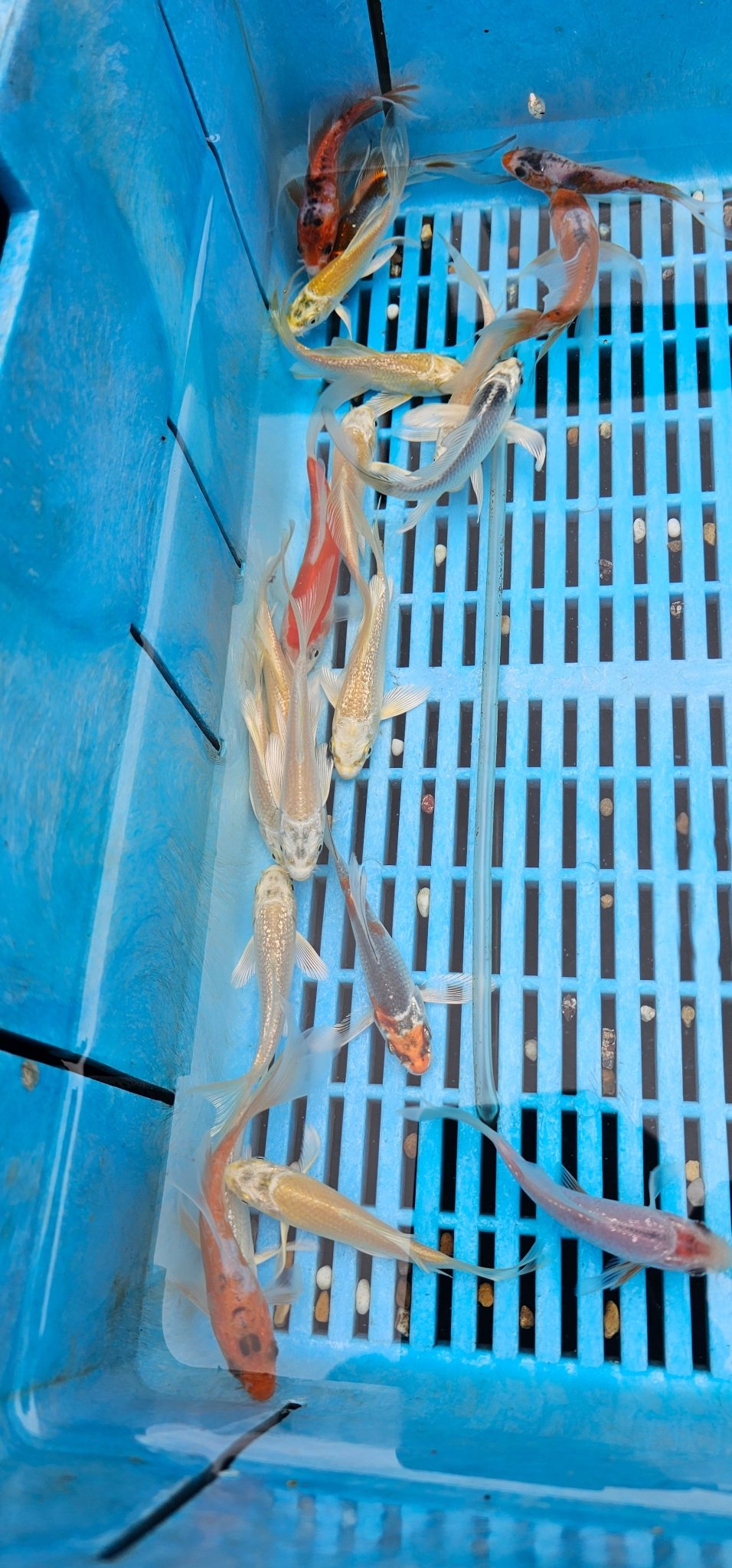 Japanese Butterfly (longFin) Koi 12 - 15cm - Newlyn - pets - Suda - 