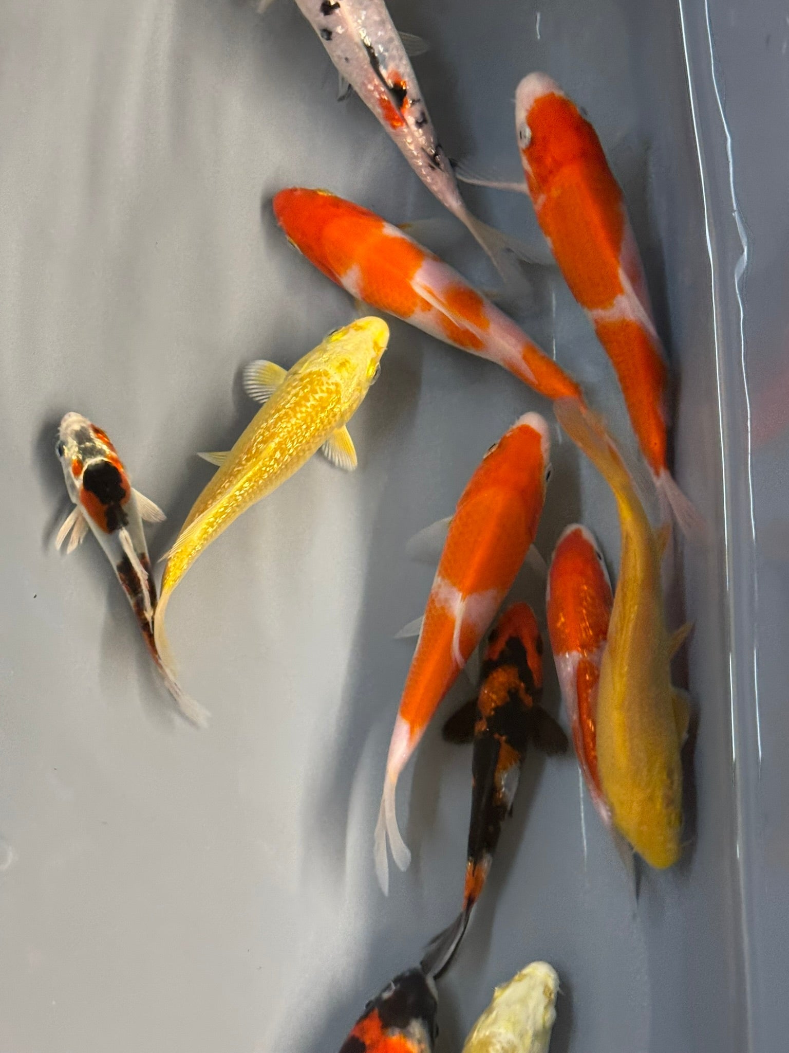 Japanese Koi 10 - 14cm Live Fish (TF P4) - Newlyn - pets - Newlyn - pets - 
