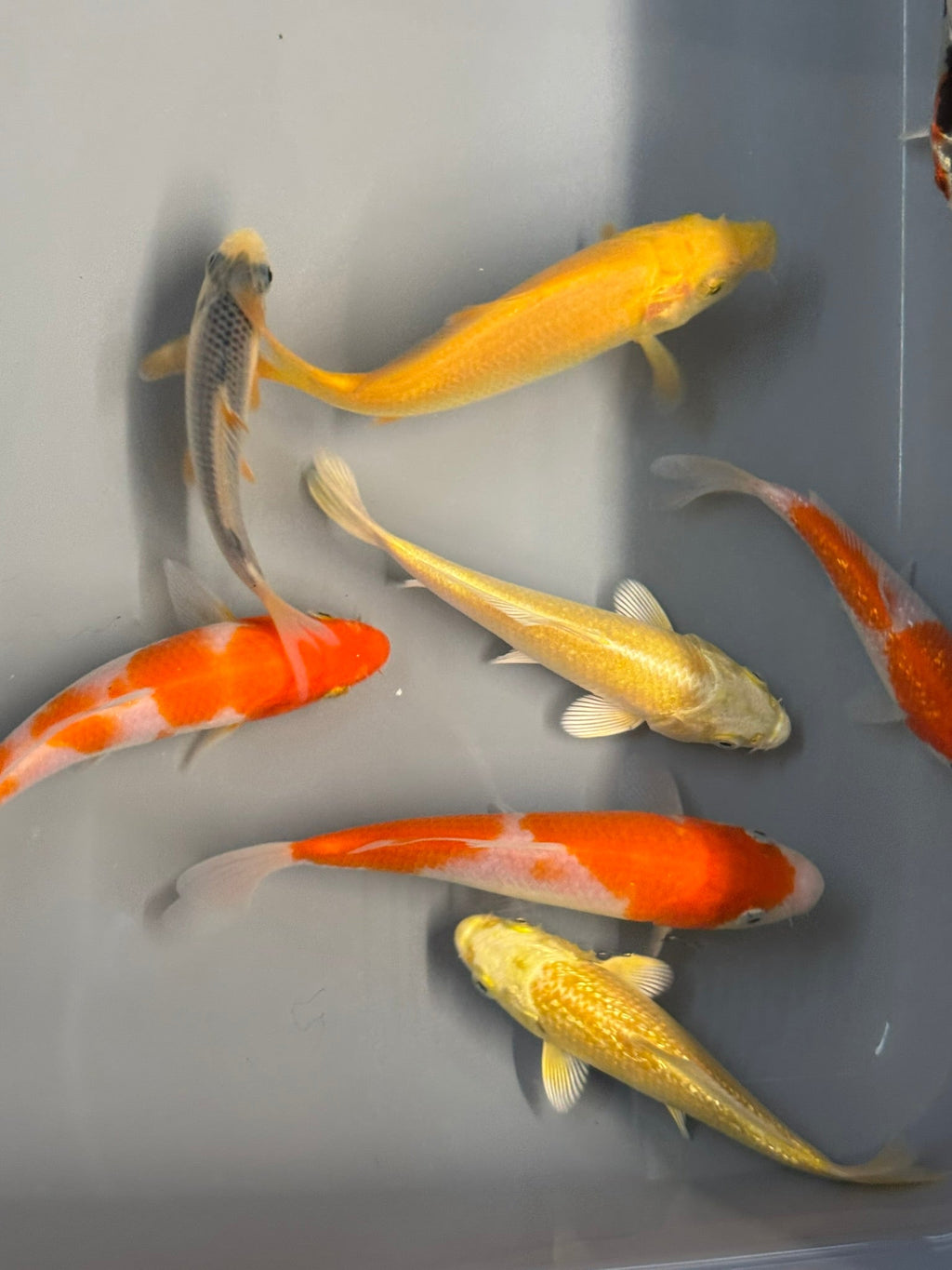 Japanese Koi 10 - 14cm Live Fish (TF P4) - Newlyn - pets - Newlyn - pets - 