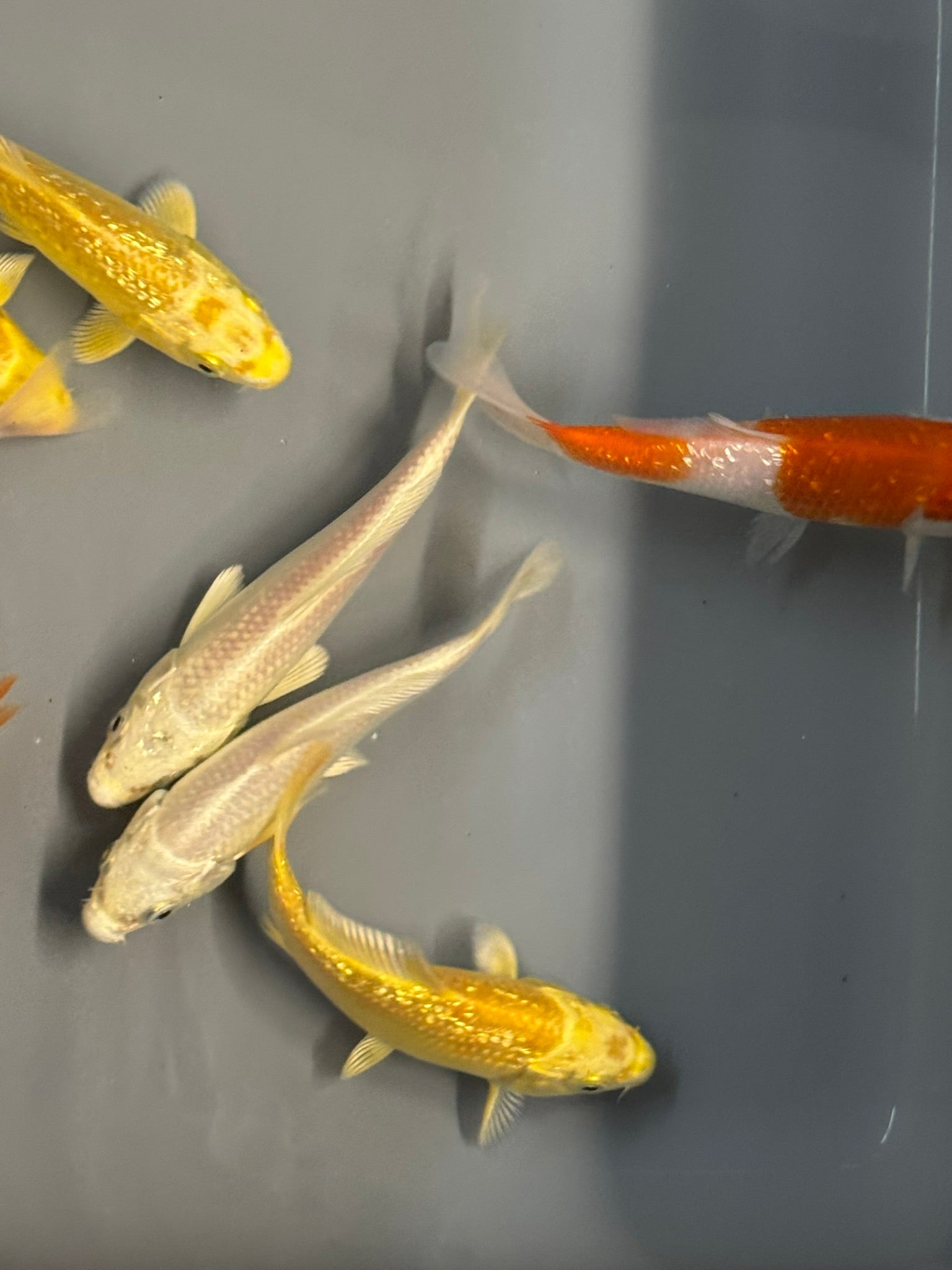 Japanese Koi 10 - 14cm Live Fish (TF P4) - Newlyn - pets - Newlyn - pets - 