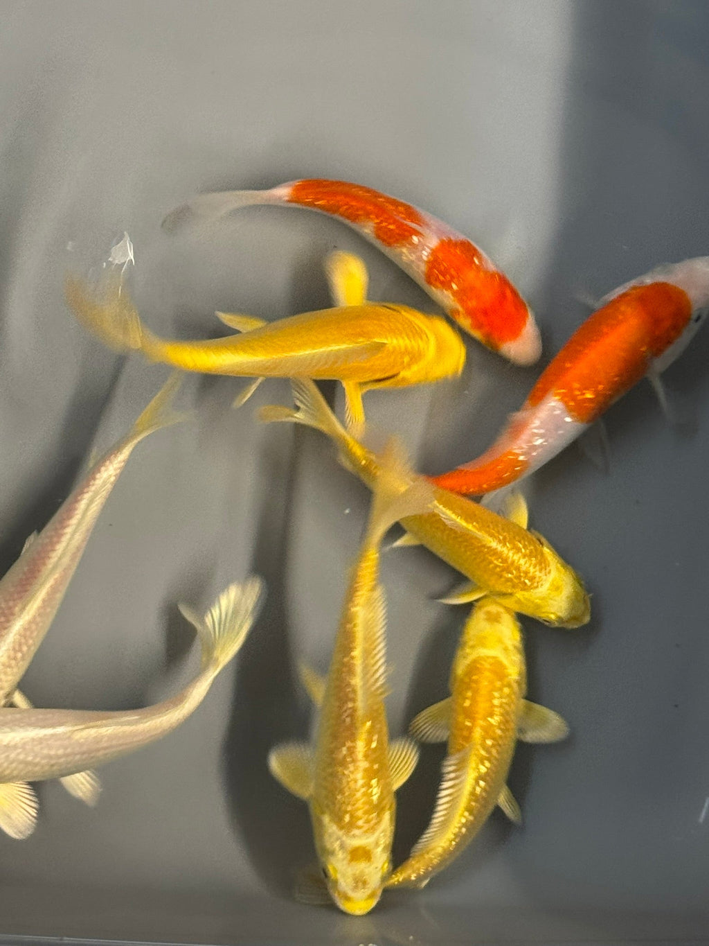 Japanese Koi 10 - 14cm Live Fish (TF P4) - Newlyn - pets - Newlyn - pets - 