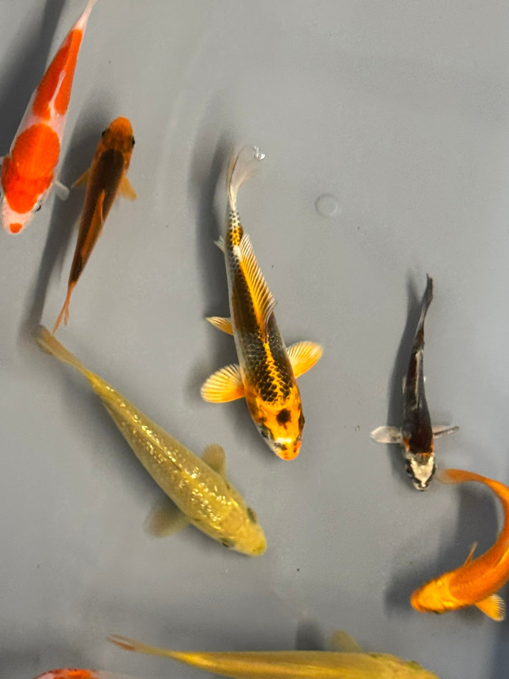 Japanese Koi 10 - 14cm Live Fish (TF P4) - Newlyn - pets - Newlyn - pets - 