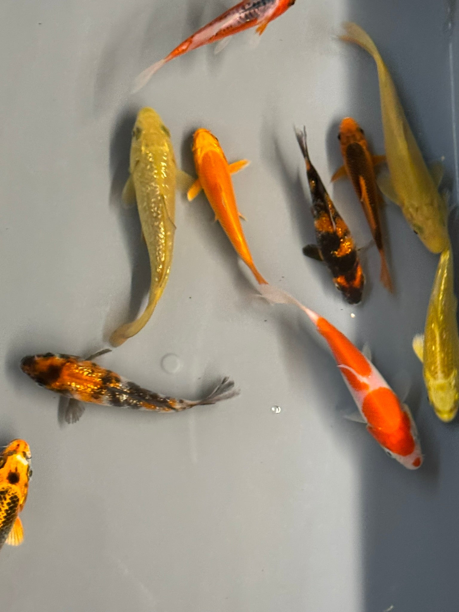 Japanese Koi 10 - 14cm Live Fish (TF P4) - Newlyn - pets - Newlyn - pets - 