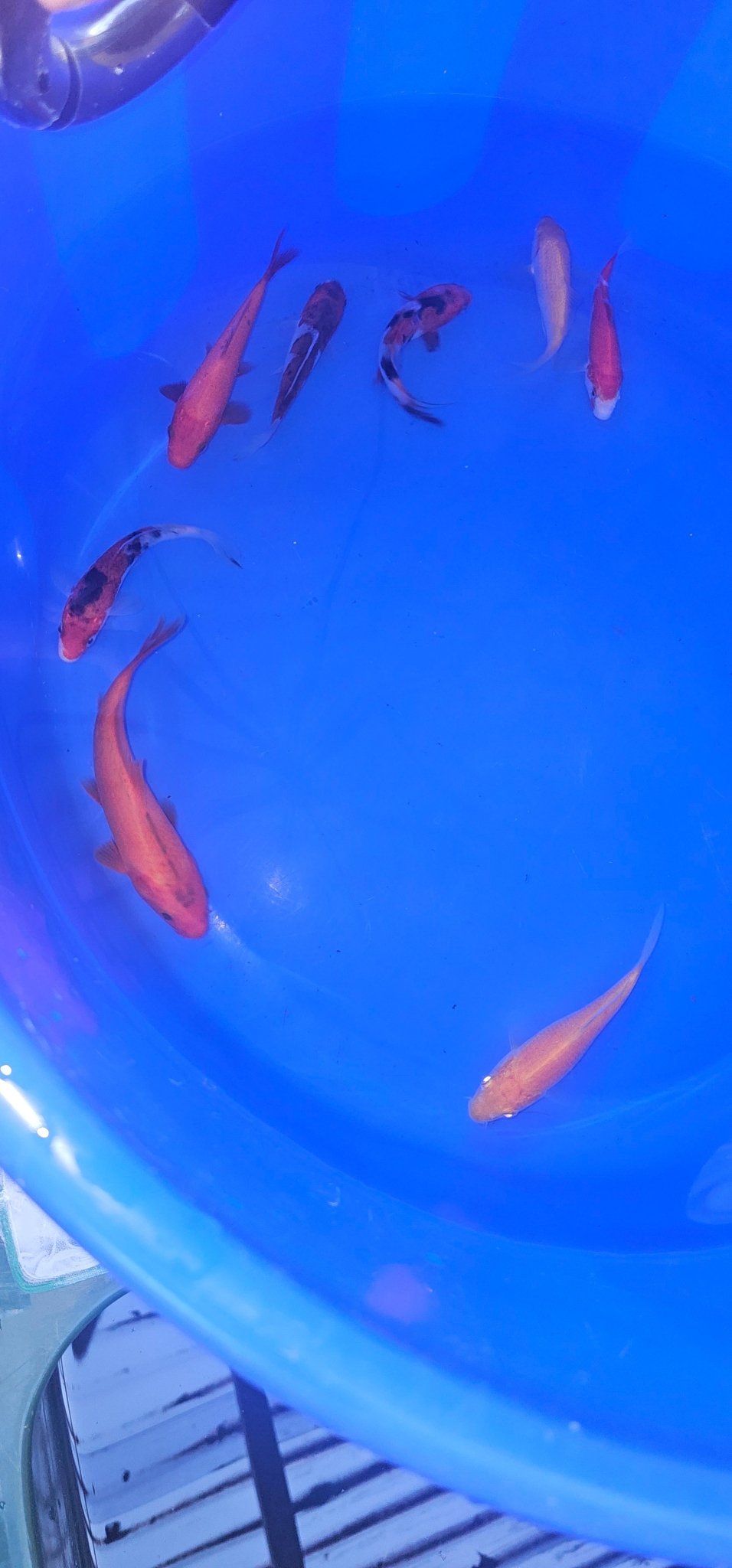 Japanese Koi 12-15cm Live Fish - Newlyn-pets - ISA - 
