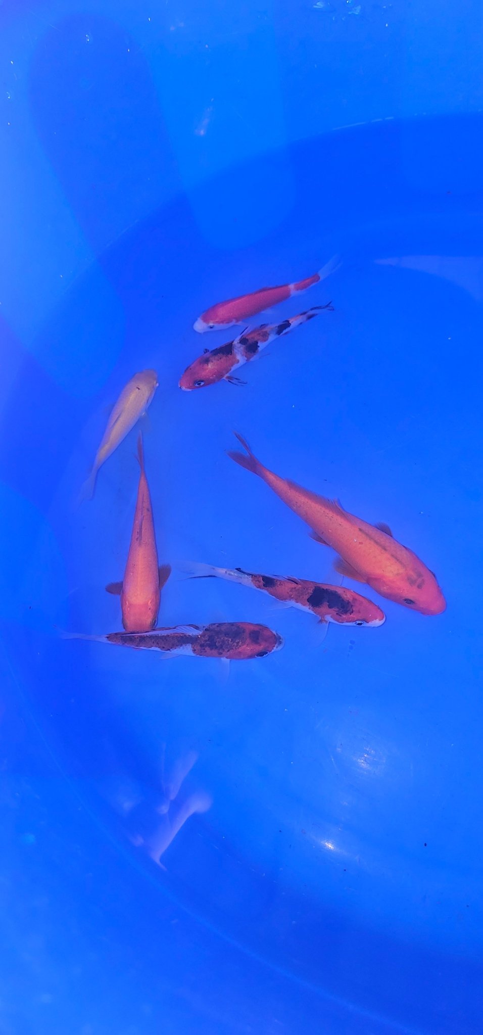Japanese Koi 12-15cm Live Fish - Newlyn-pets - ISA - 
