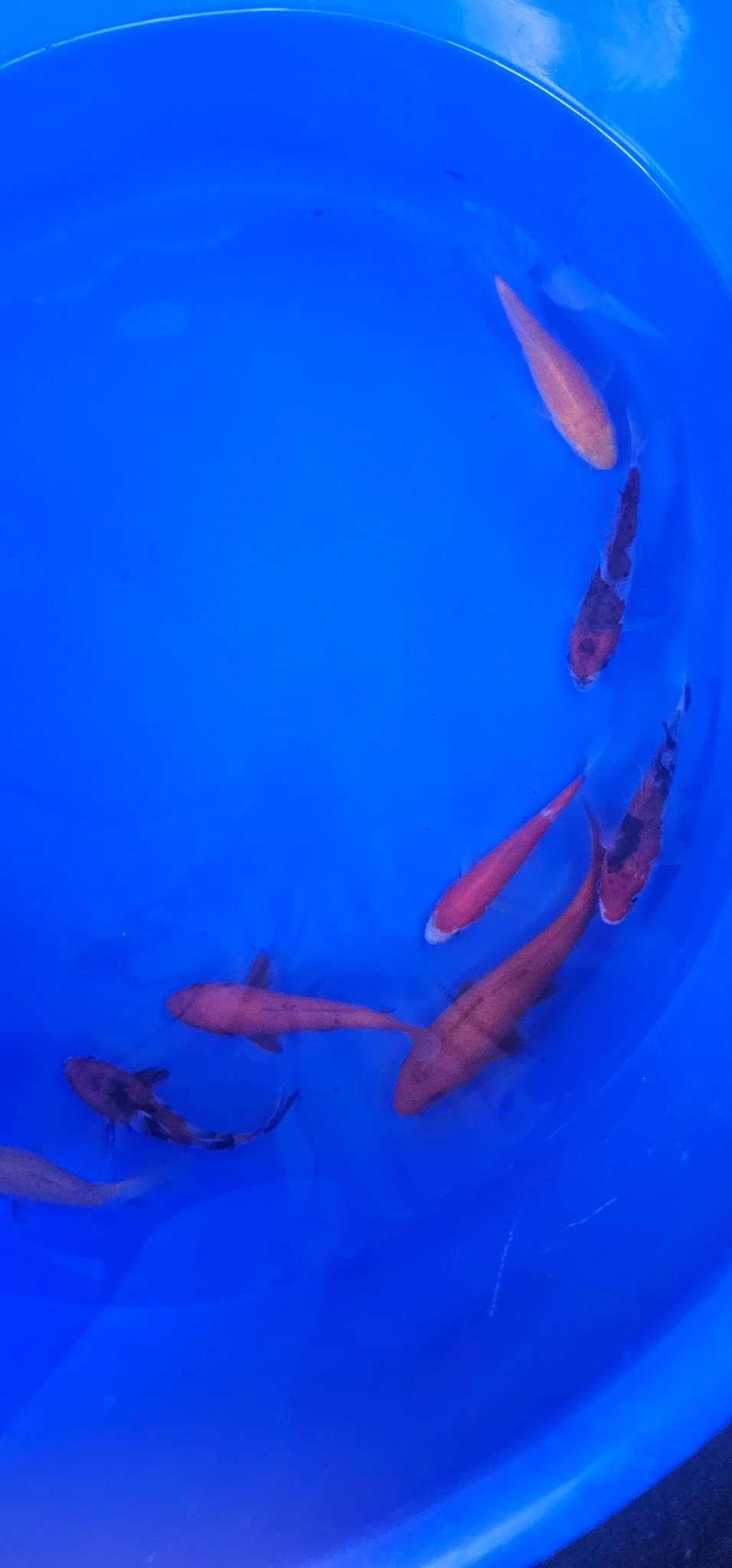Japanese Koi 12-15cm Live Fish - Newlyn-pets - ISA - 