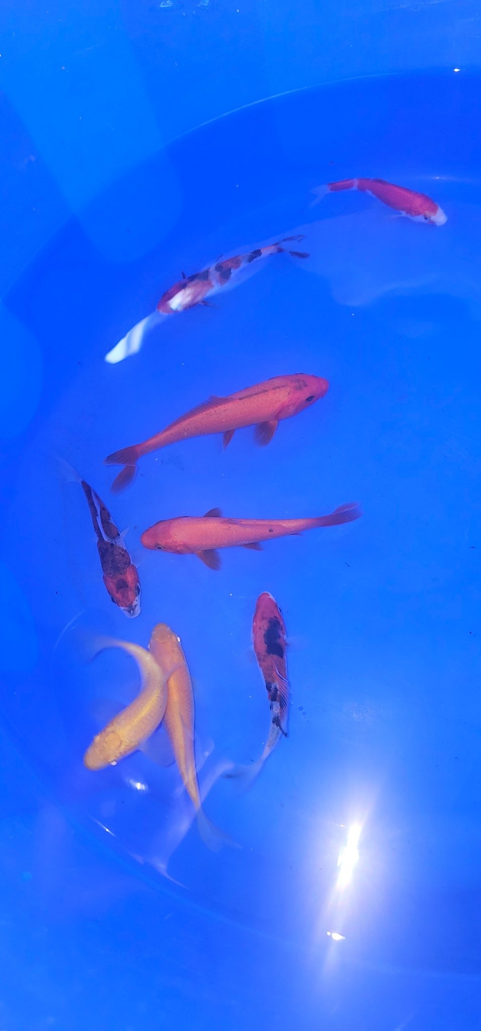 Japanese Koi 12-15cm Live Fish - Newlyn-pets - ISA - 