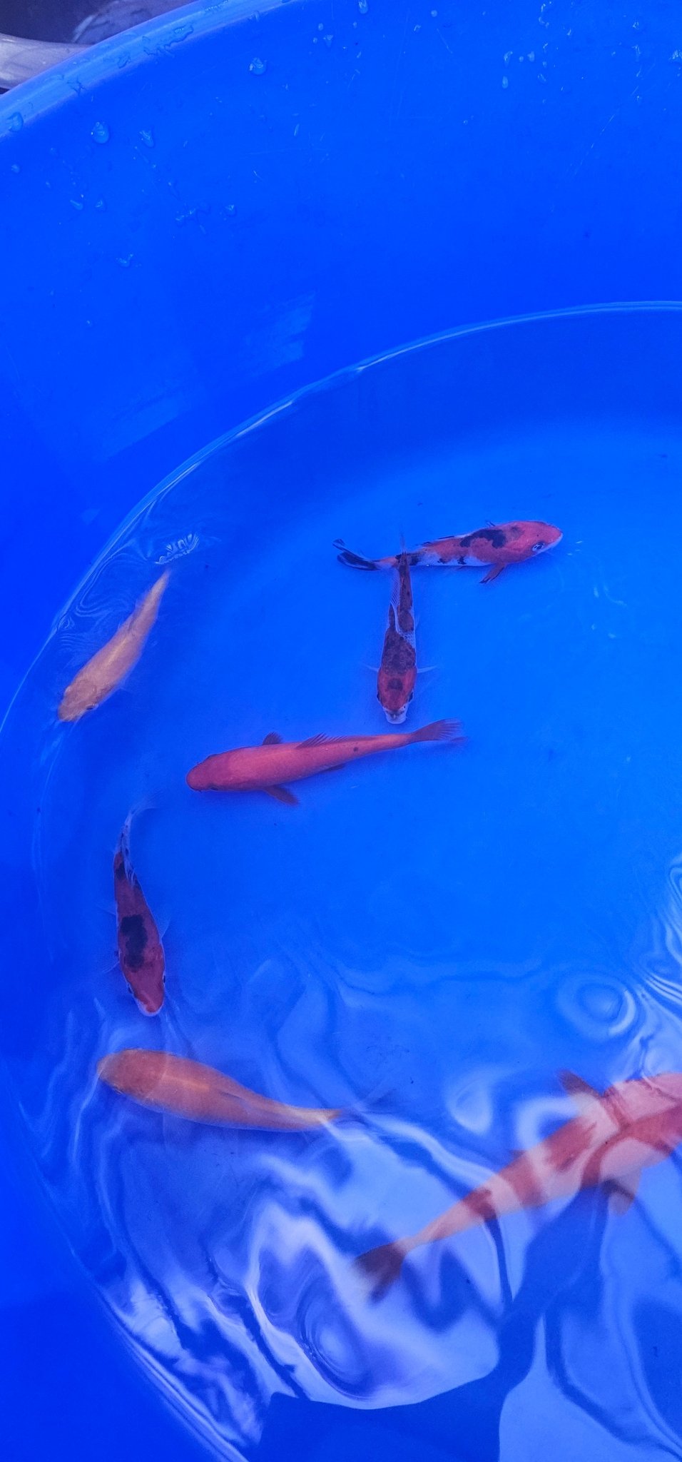 Japanese Koi 12-15cm Live Fish - Newlyn-pets - ISA - 