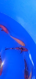 Japanese Koi 12-15cm Live Fish - Newlyn-pets - ISA - 