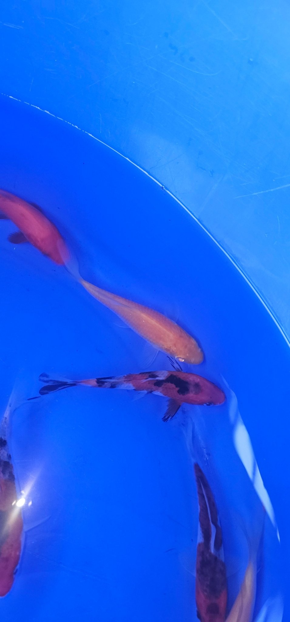Japanese Koi 12-15cm Live Fish - Newlyn-pets - ISA - 