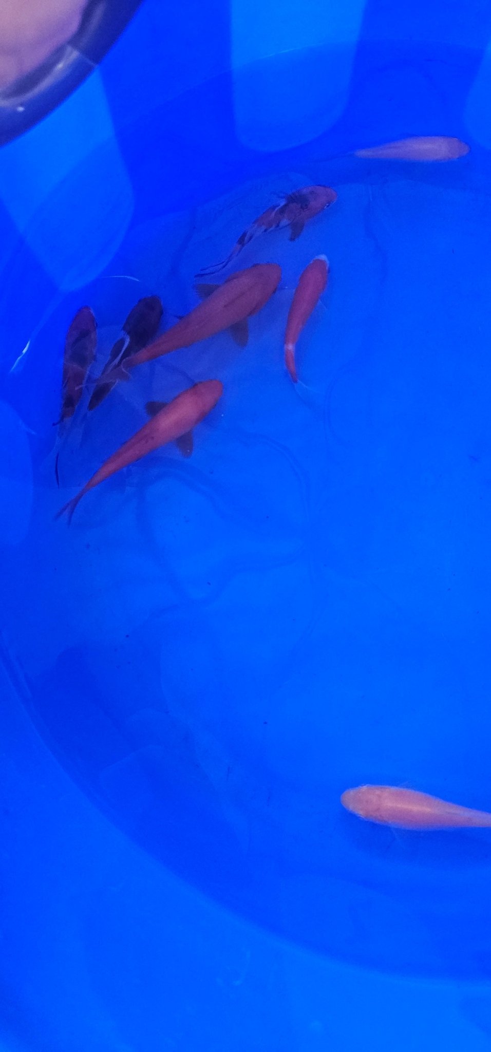 Japanese Koi 12-15cm Live Fish - Newlyn-pets - ISA - 