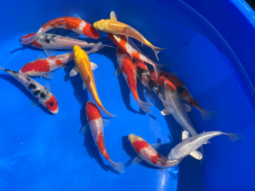 Japanese Koi 13 - 16cm Live Fish - Newlyn - pets - Newlyn - pets - 