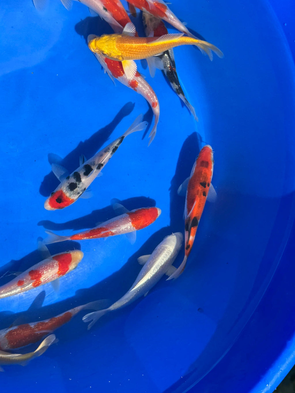 Japanese Koi 13 - 16cm Live Fish - Newlyn - pets - Newlyn - pets - 