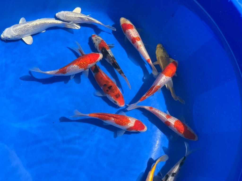 Japanese Koi 13 - 16cm Live Fish - Newlyn - pets - Newlyn - pets - 