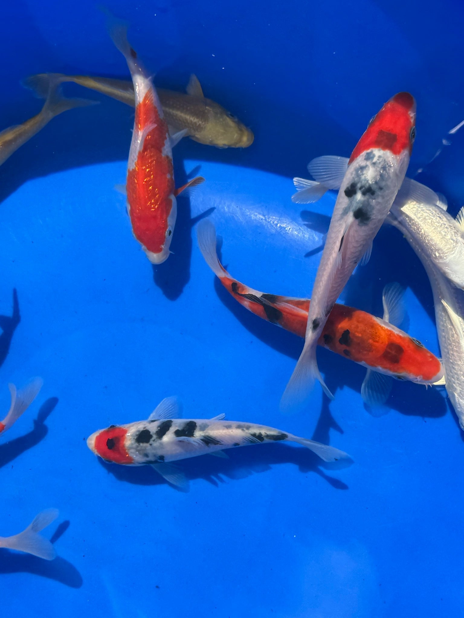 Japanese Koi 13 - 16cm Live Fish - Newlyn - pets - Newlyn - pets - 
