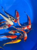 Japanese Koi 13 - 16cm Live Fish - Newlyn - pets - Newlyn - pets - 