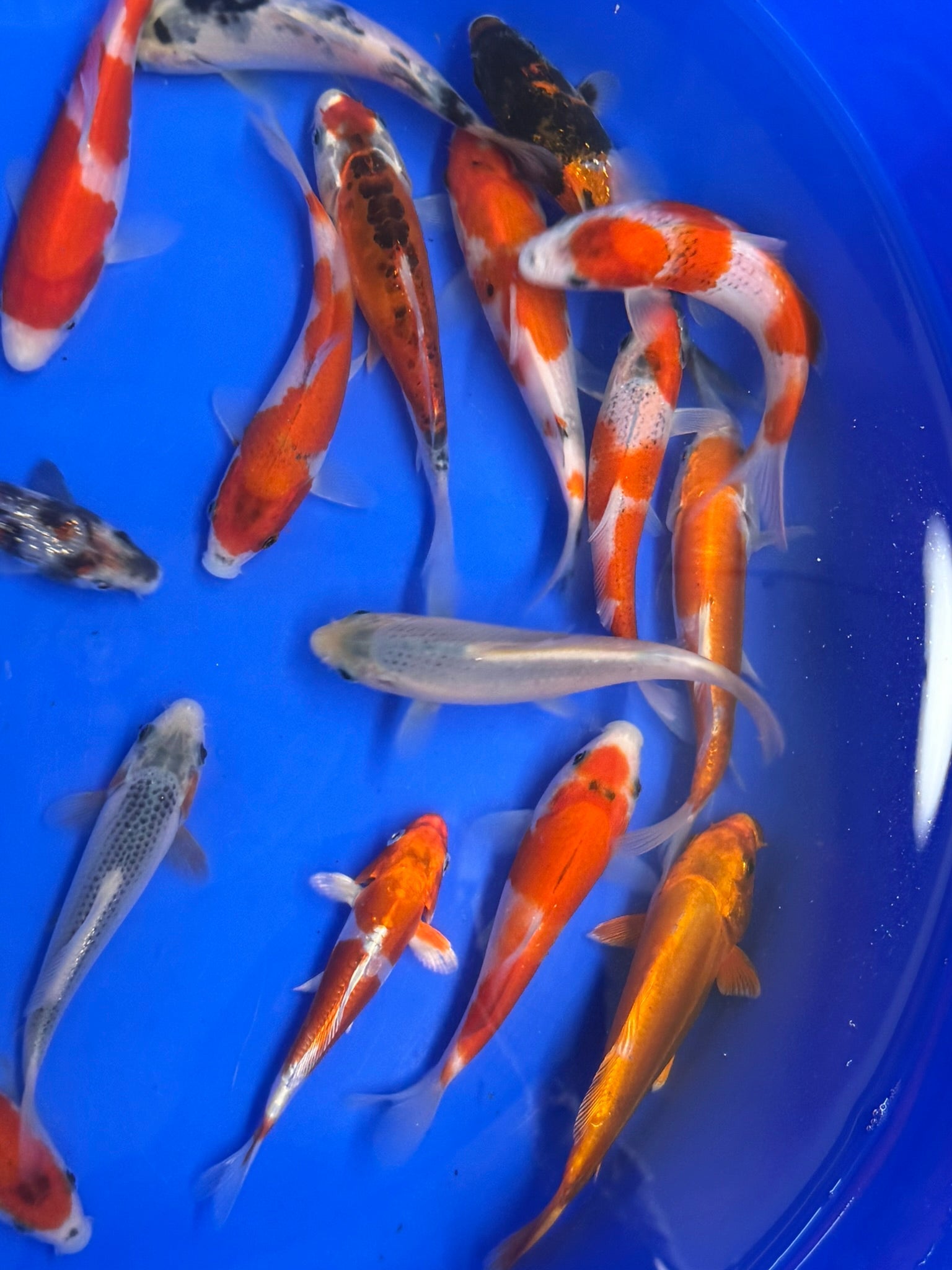 Japanese Koi 14 - 17cm Live Fish - Newlyn - pets - Newlyn - pets - 