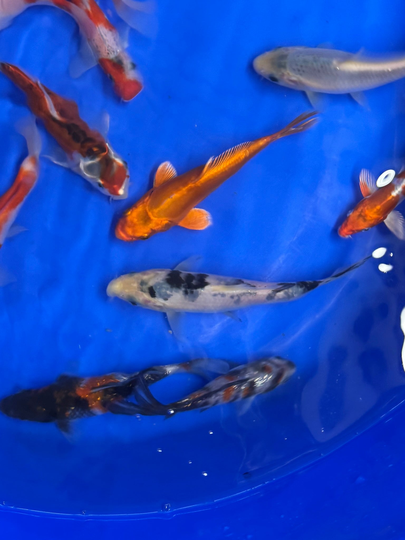 Japanese Koi 14 - 17cm Live Fish - Newlyn - pets - Newlyn - pets - 