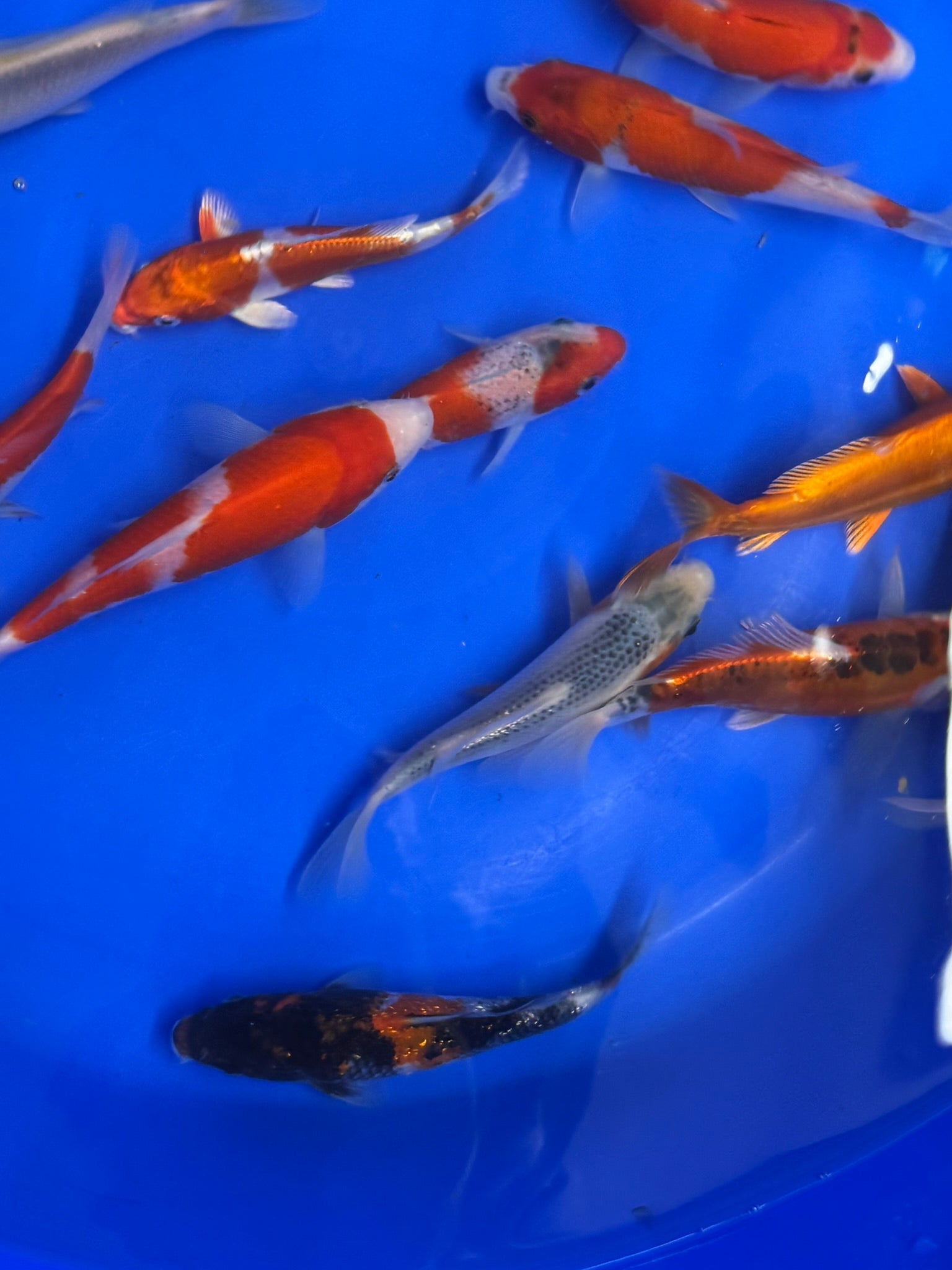 Japanese Koi 14 - 17cm Live Fish - Newlyn - pets - Newlyn - pets - 