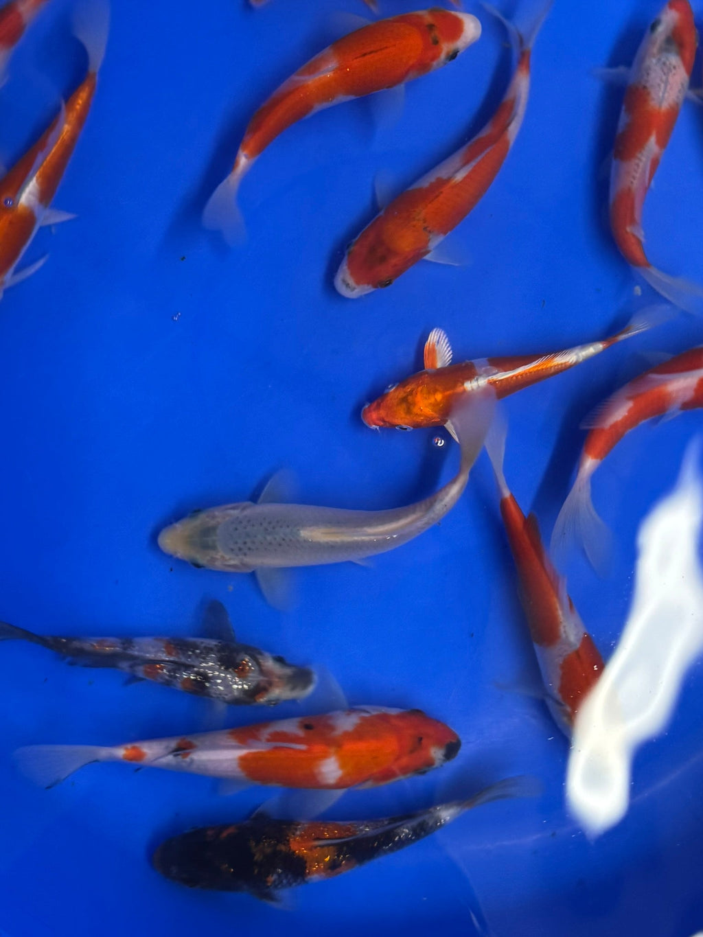 Japanese Koi 14 - 17cm Live Fish - Newlyn - pets - Newlyn - pets - 