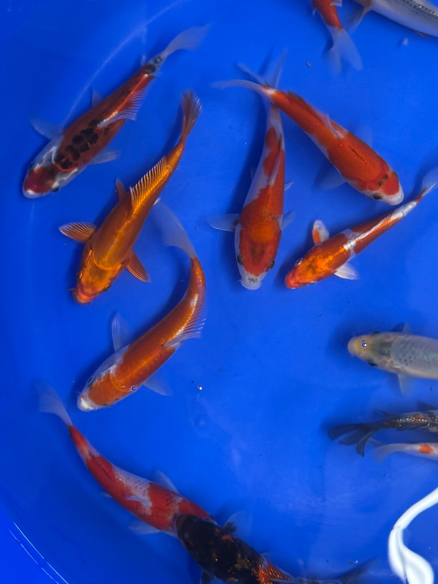 Japanese Koi 14 - 17cm Live Fish - Newlyn - pets - Newlyn - pets - 