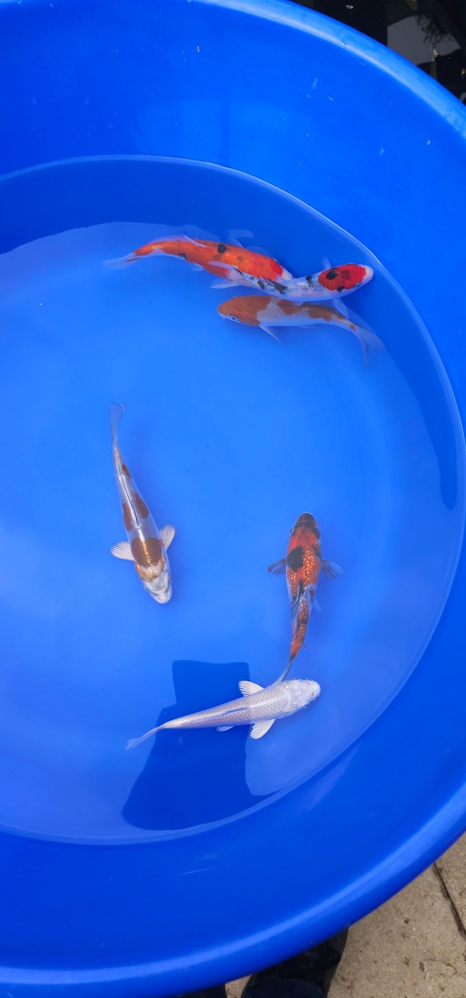 Japanese Koi 14 - 18cm Live Fish - Newlyn - pets - Otsuka - 