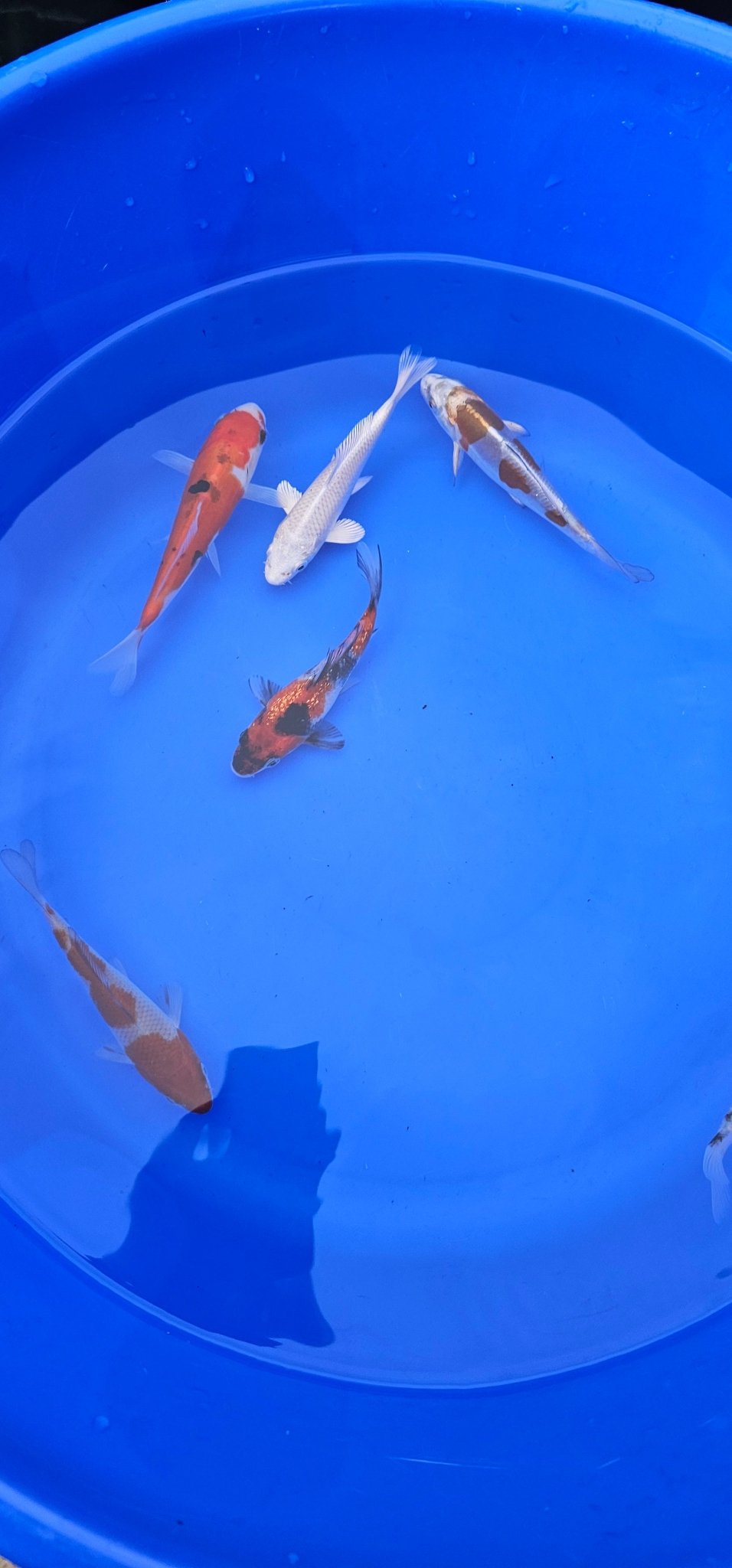 Japanese Koi 14 - 18cm Live Fish - Newlyn - pets - Otsuka - 