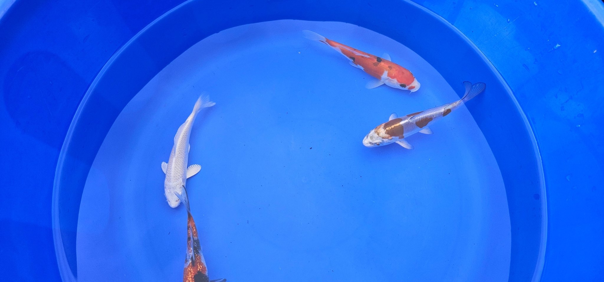 Japanese Koi 14 - 18cm Live Fish - Newlyn - pets - Otsuka - 