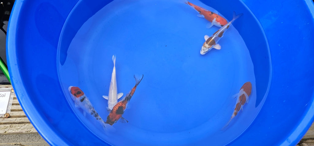Japanese Koi 14 - 18cm Live Fish - Newlyn - pets - Otsuka - 