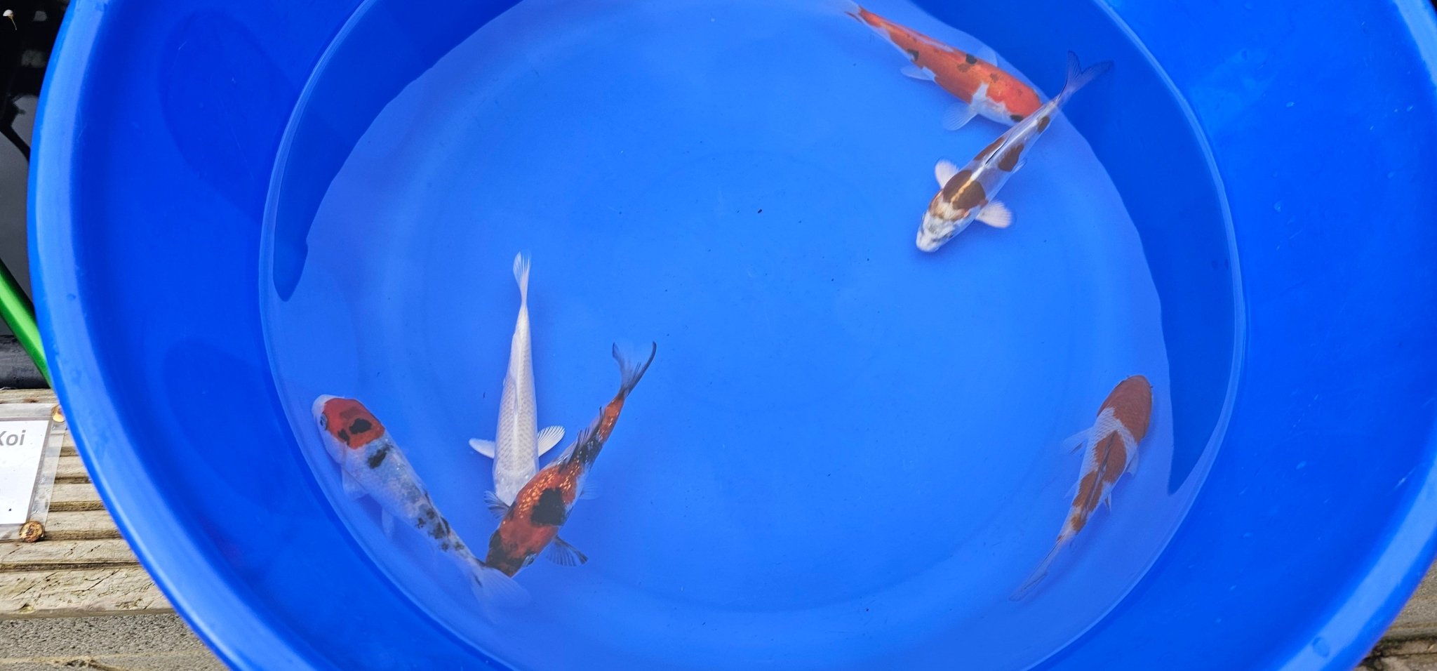 Japanese Koi 14 - 18cm Live Fish - Newlyn - pets - Otsuka - 