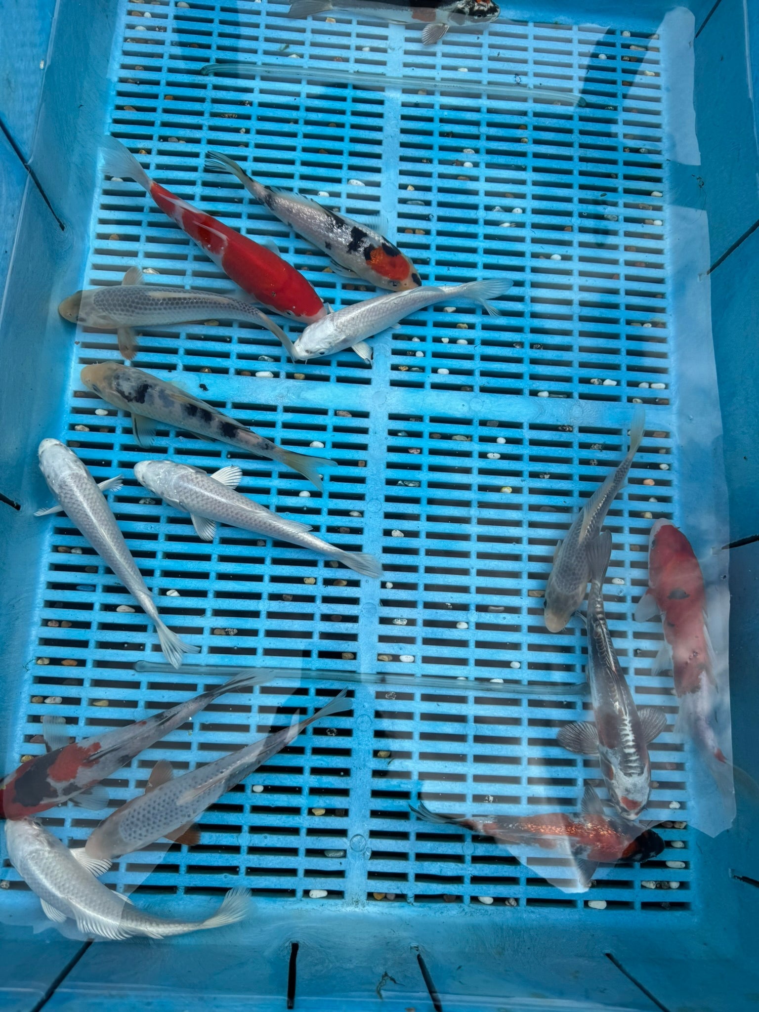 Japanese Koi 18 - 22cm (O 2F) - Newlyn - pets - Newlyn - pets - 