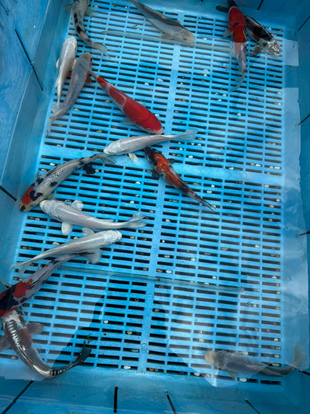 Japanese Koi 18 - 22cm (O 2F) - Newlyn - pets - Newlyn - pets - 