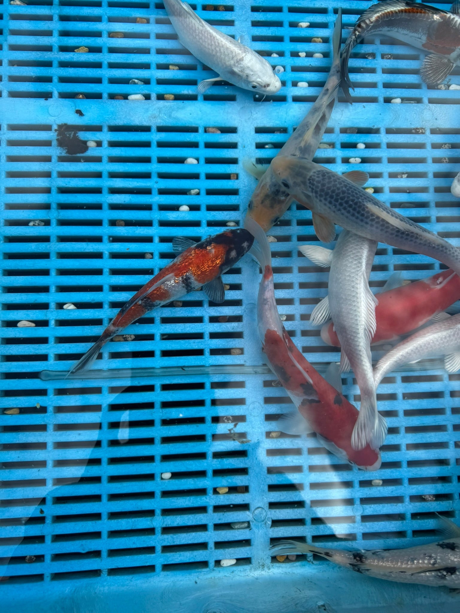 Japanese Koi 18 - 22cm (O 2F) - Newlyn - pets - Newlyn - pets - 