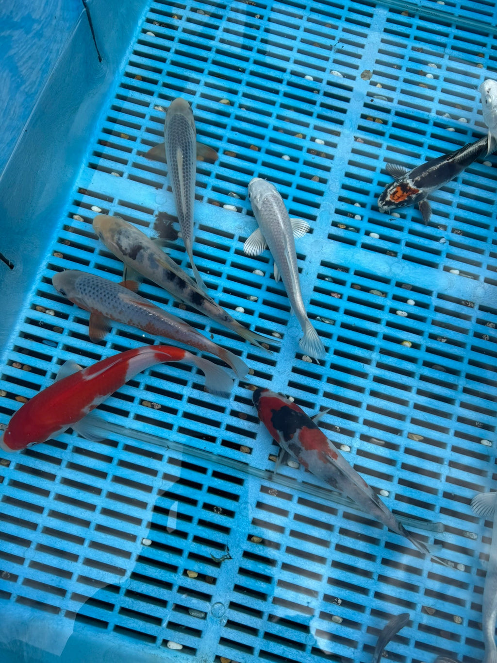 Japanese Koi 18 - 22cm (O 2F) - Newlyn - pets - Newlyn - pets - 