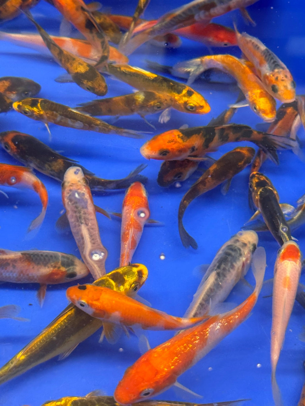 Japanese Koi 6 - 8cm (TF P5) - Newlyn - pets - Newlyn - pets - 