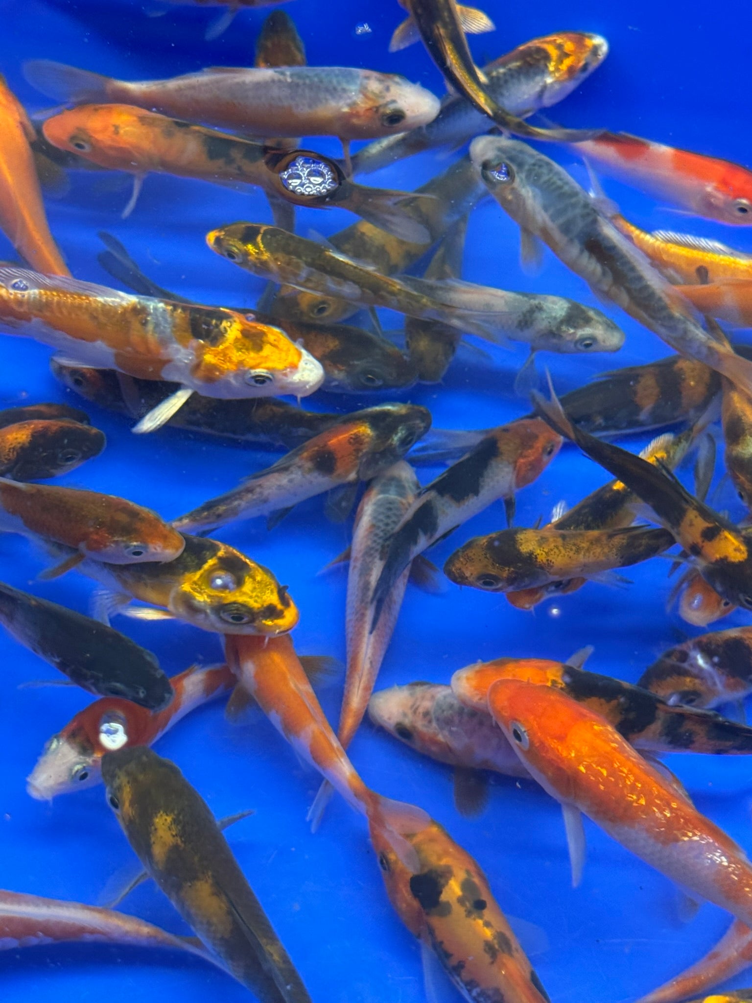 Japanese Koi 6 - 8cm (TF P5) - Newlyn - pets - Newlyn - pets - 