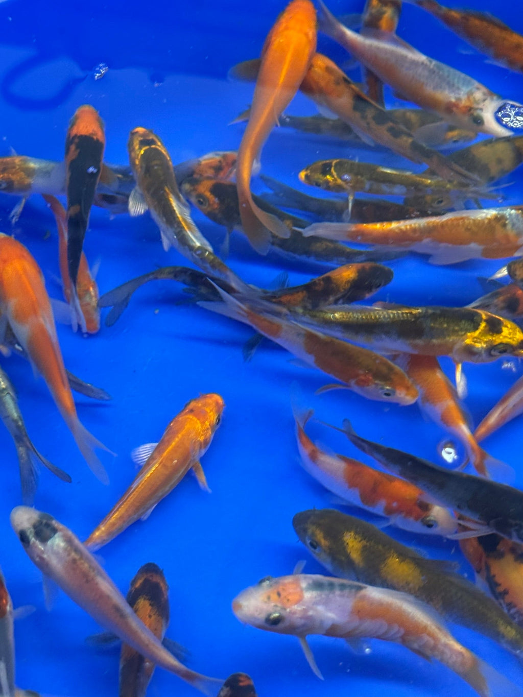 Japanese Koi 6 - 8cm (TF P5) - Newlyn - pets - Newlyn - pets - 