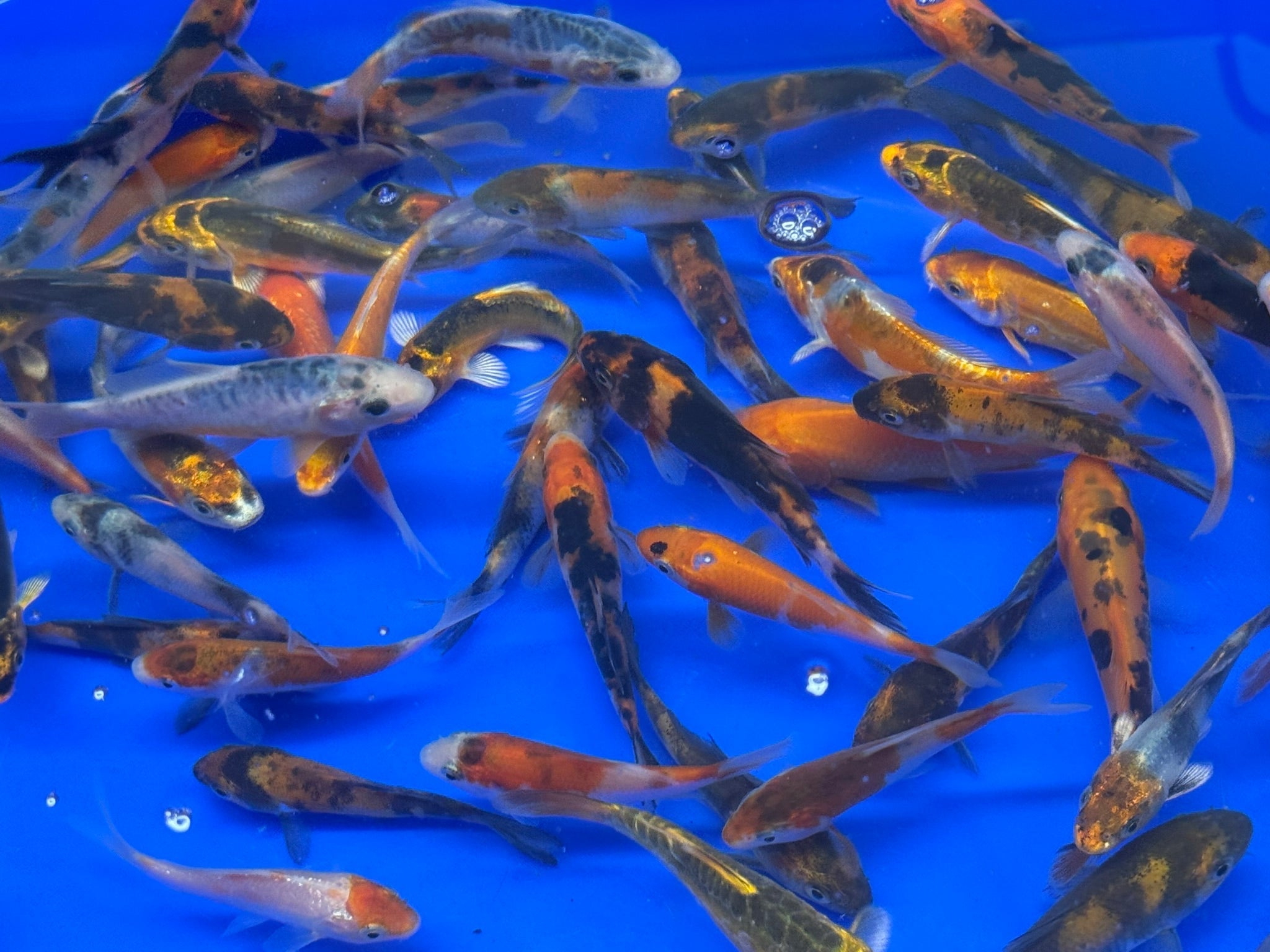 Japanese Koi 6 - 8cm (TF P5) - Newlyn - pets - Newlyn - pets - 