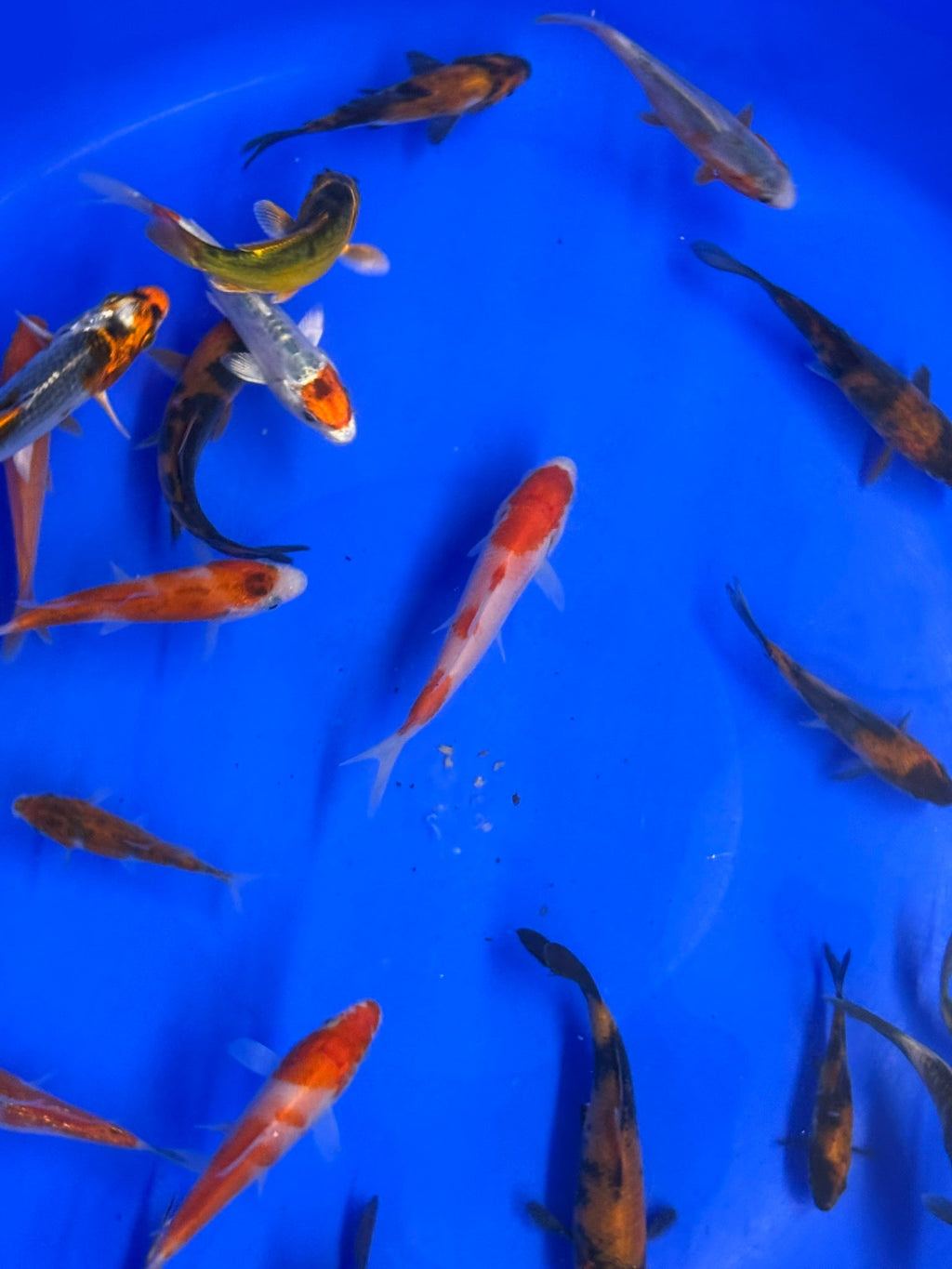 Japanese Koi 8 - 10cm - Newlyn - pets - Newlyn - pets - 