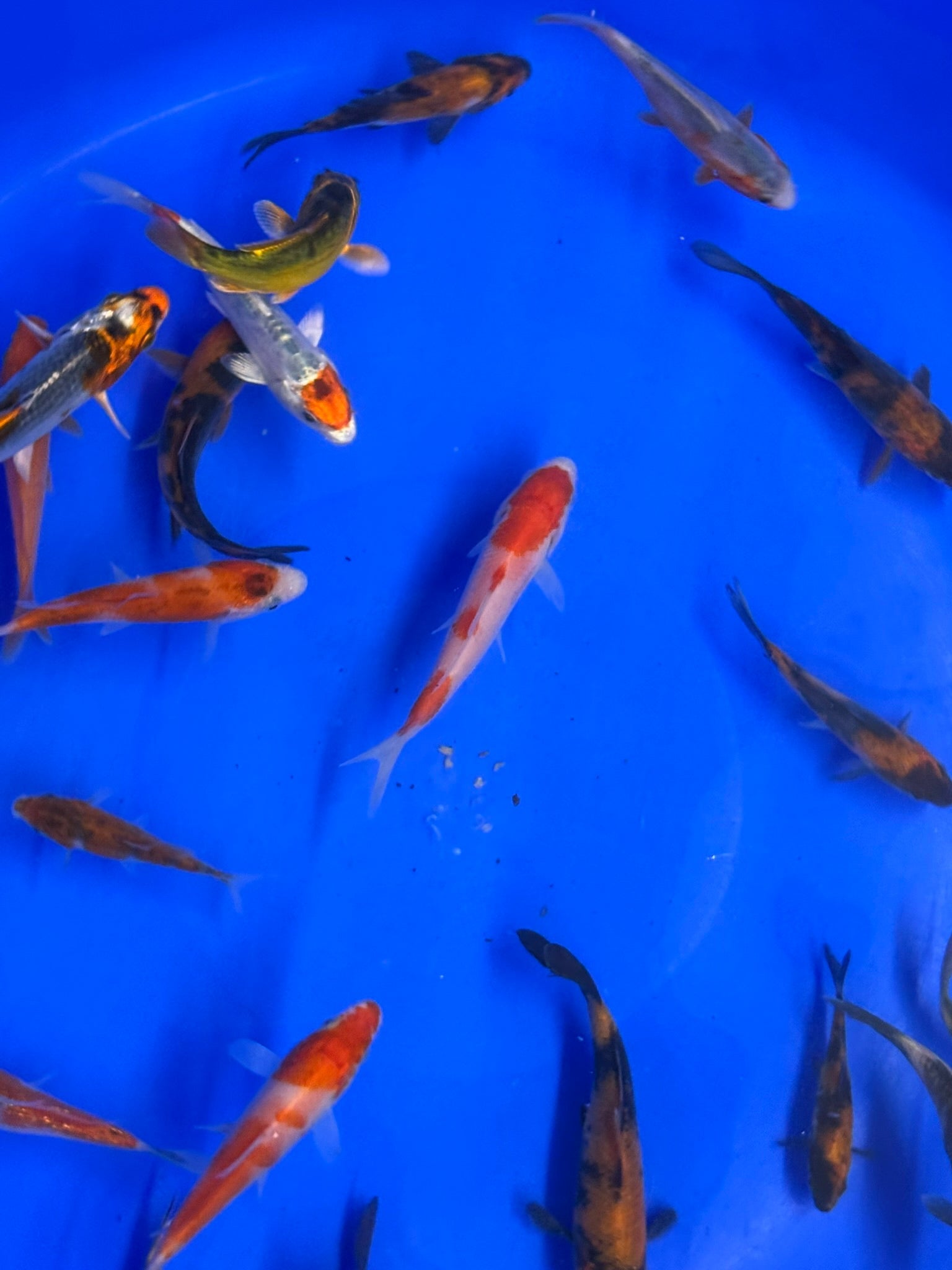 Japanese Koi 8 - 10cm - Newlyn - pets - Newlyn - pets - 